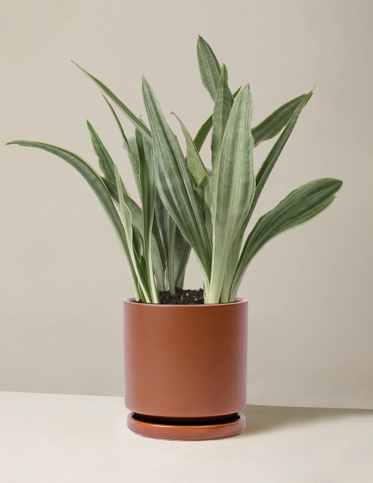 Snake Plant Sayuri - Image 12