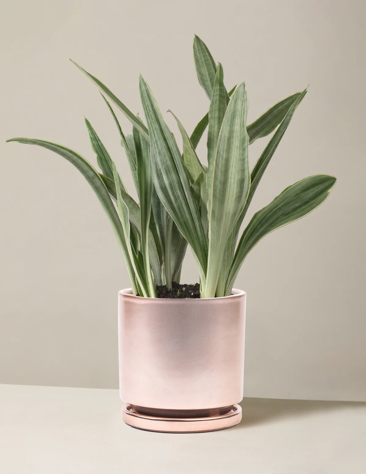 Snake Plant Sayuri - Image 16