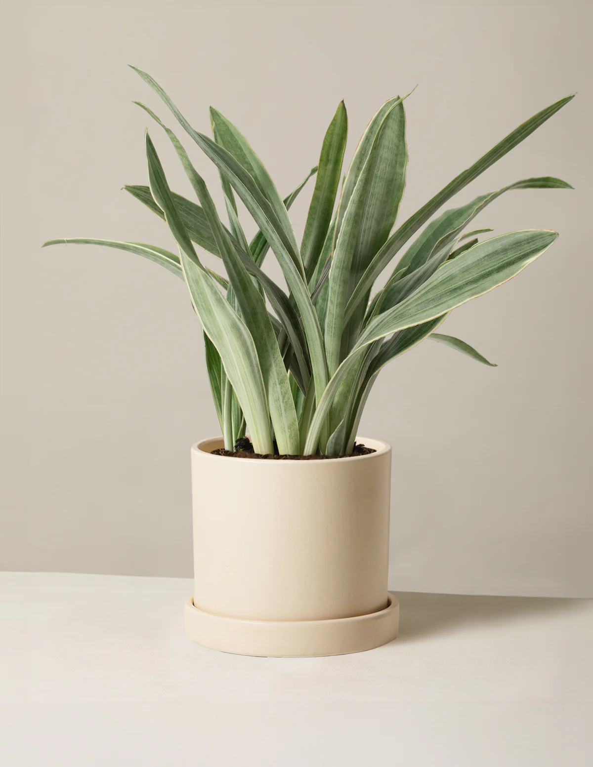 Snake Plant Sayuri - Image 6