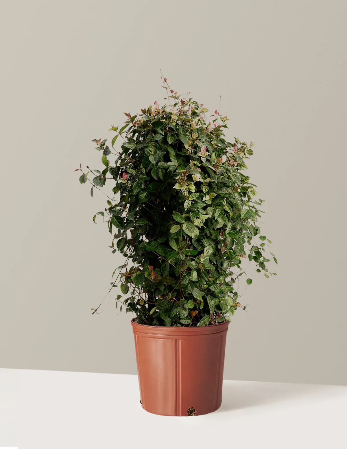Snow-N-Summer™ Asiatic Jasmine - Image 2