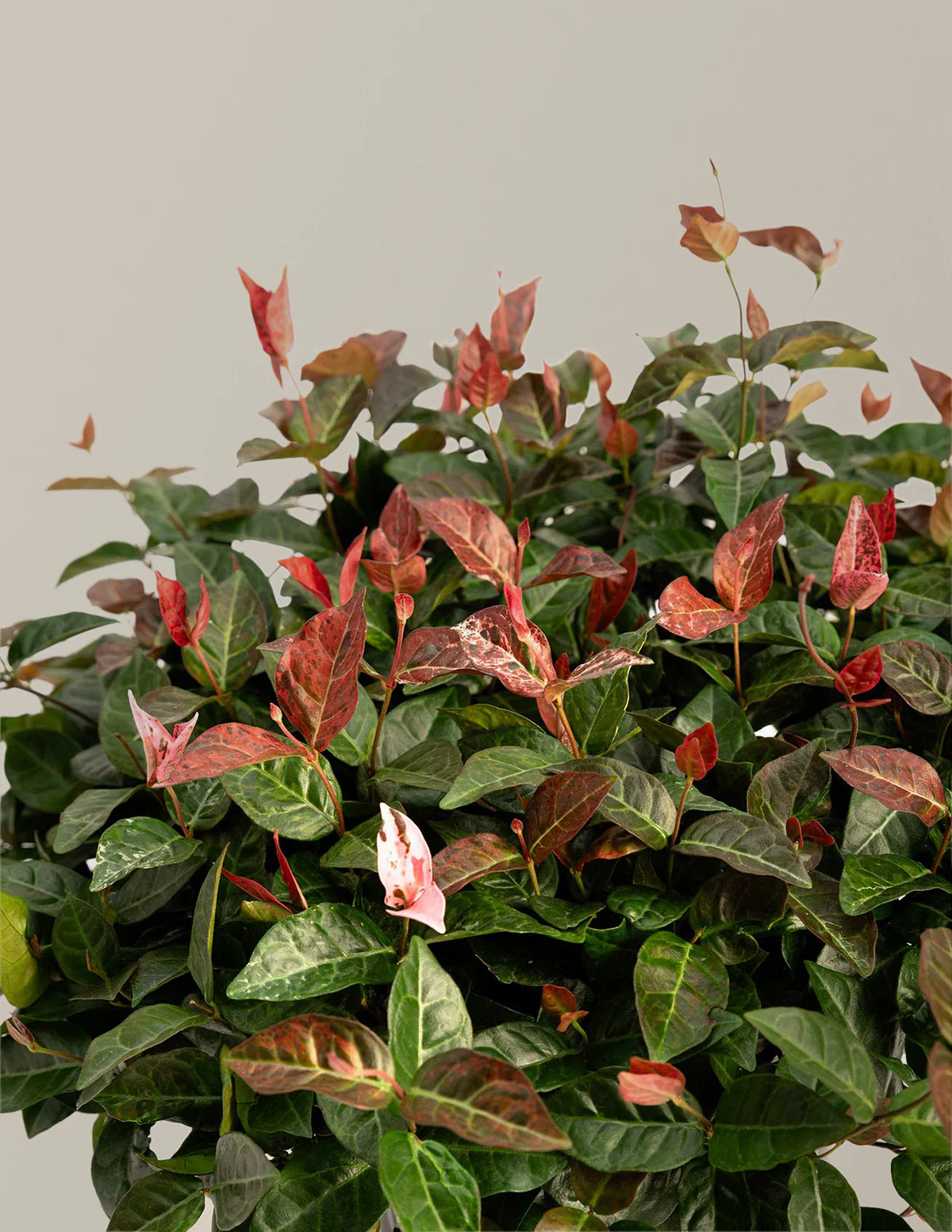 Snow-N-Summer™ Asiatic Jasmine - Image 6
