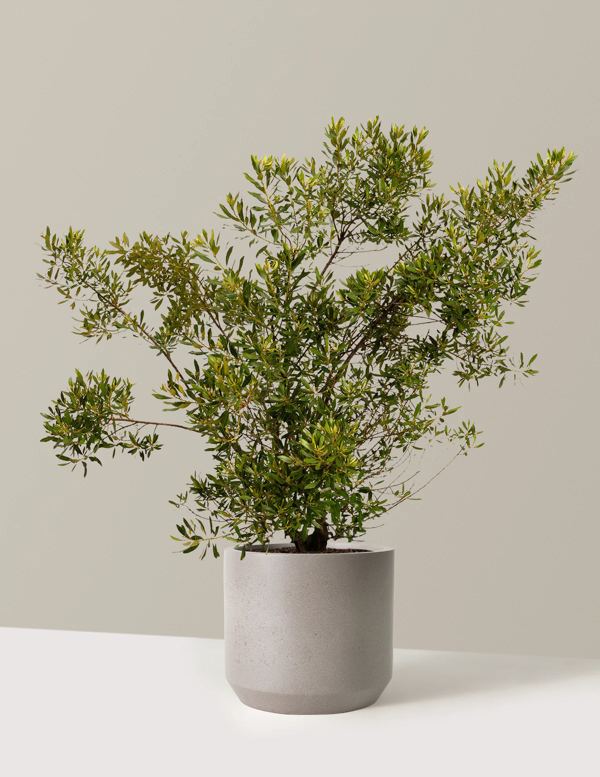 Southern Wax Myrtle - Image 9