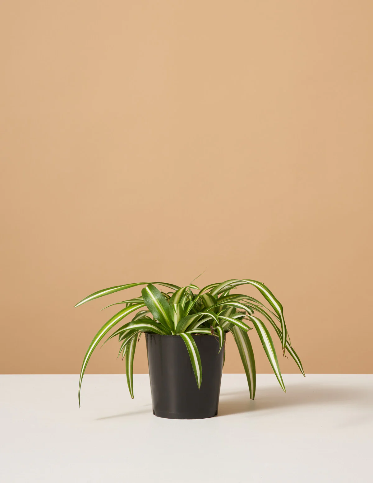 Spider Plant Variegated - Image 5