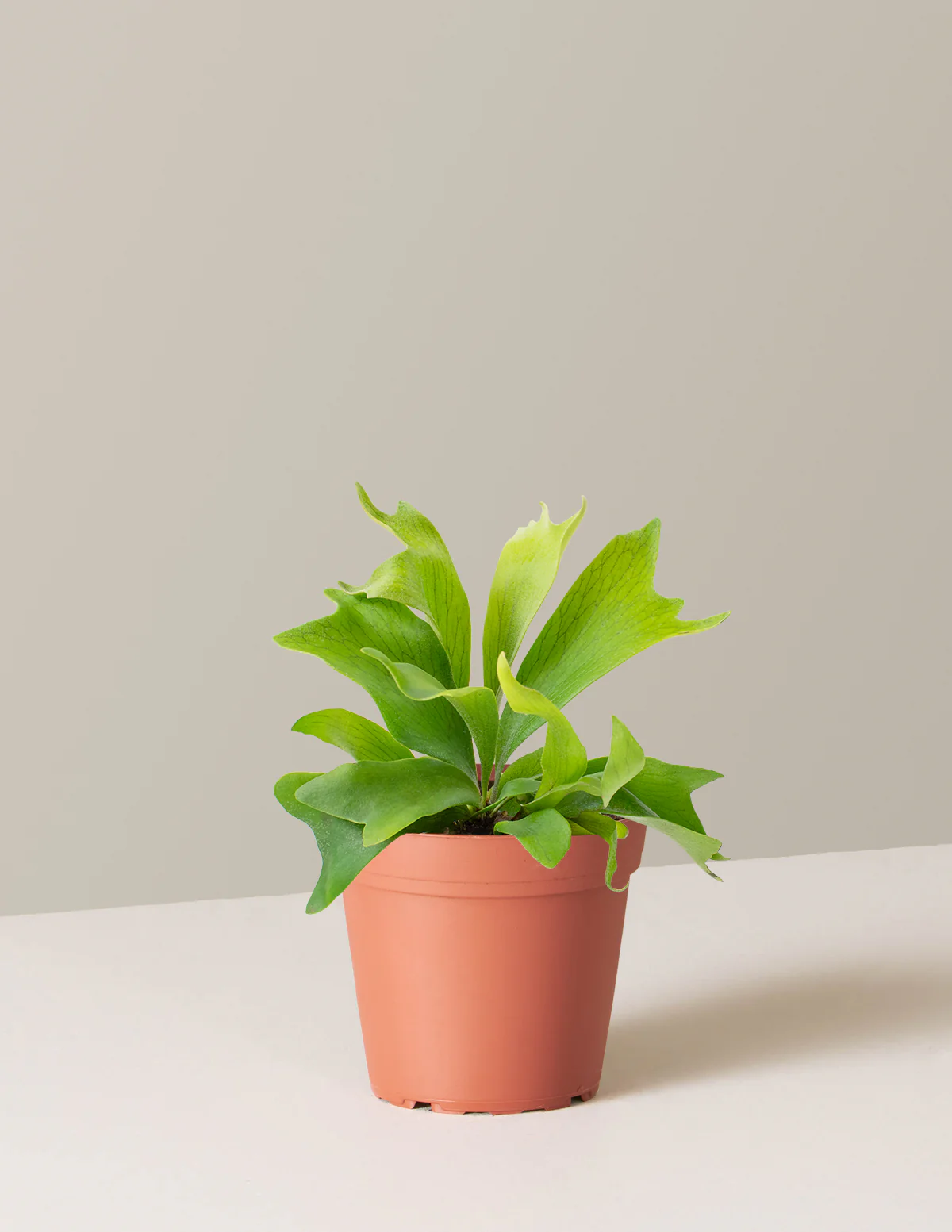 Staghorn Fern - Image 5