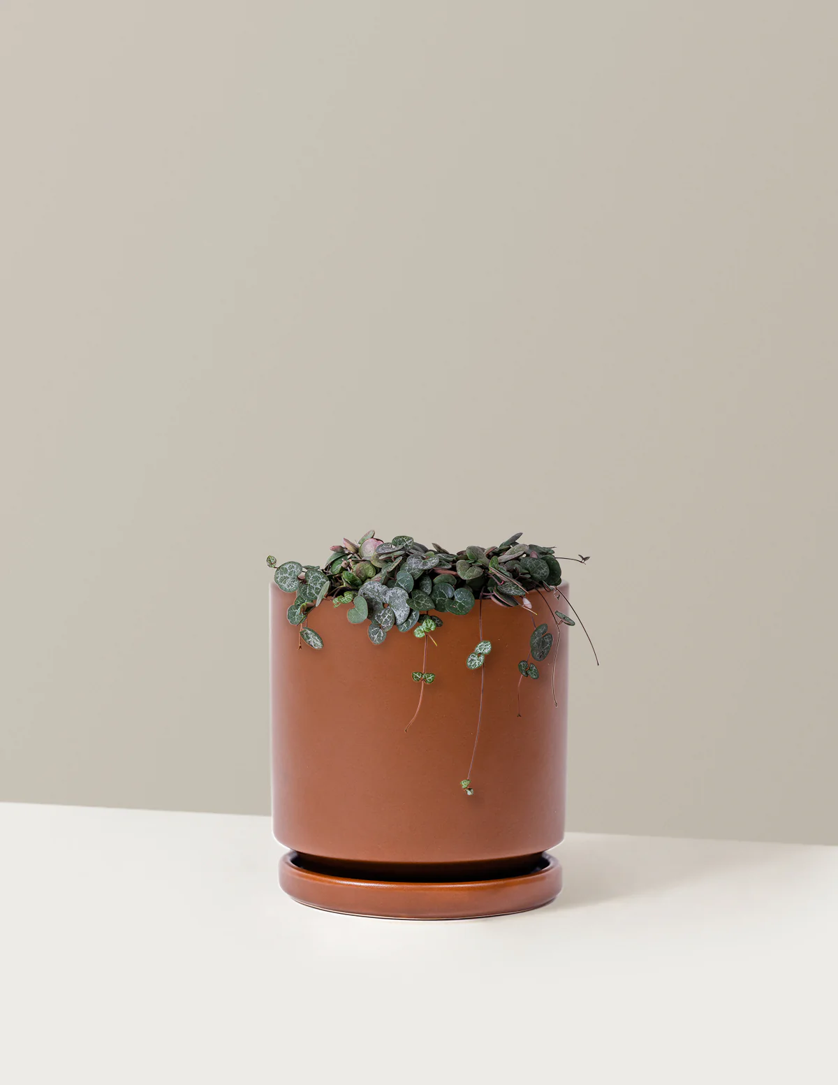 String of Hearts - Image 14
