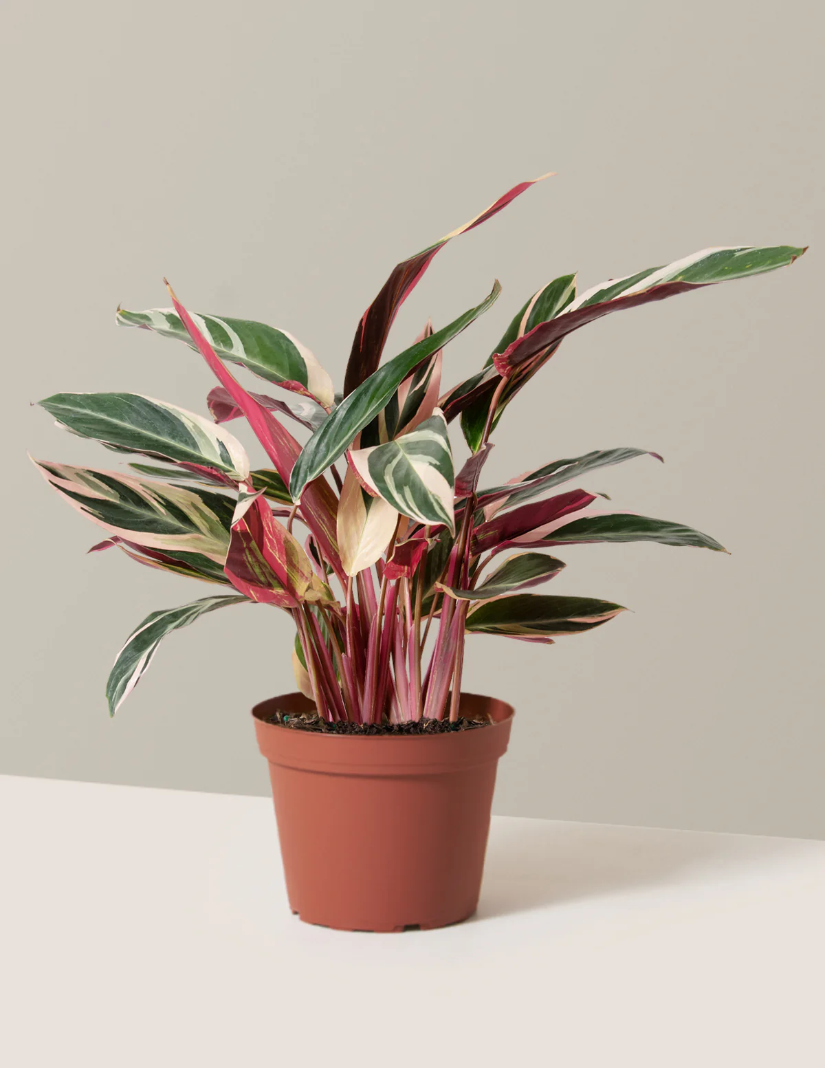 Stromanthe Triostar - Image 25