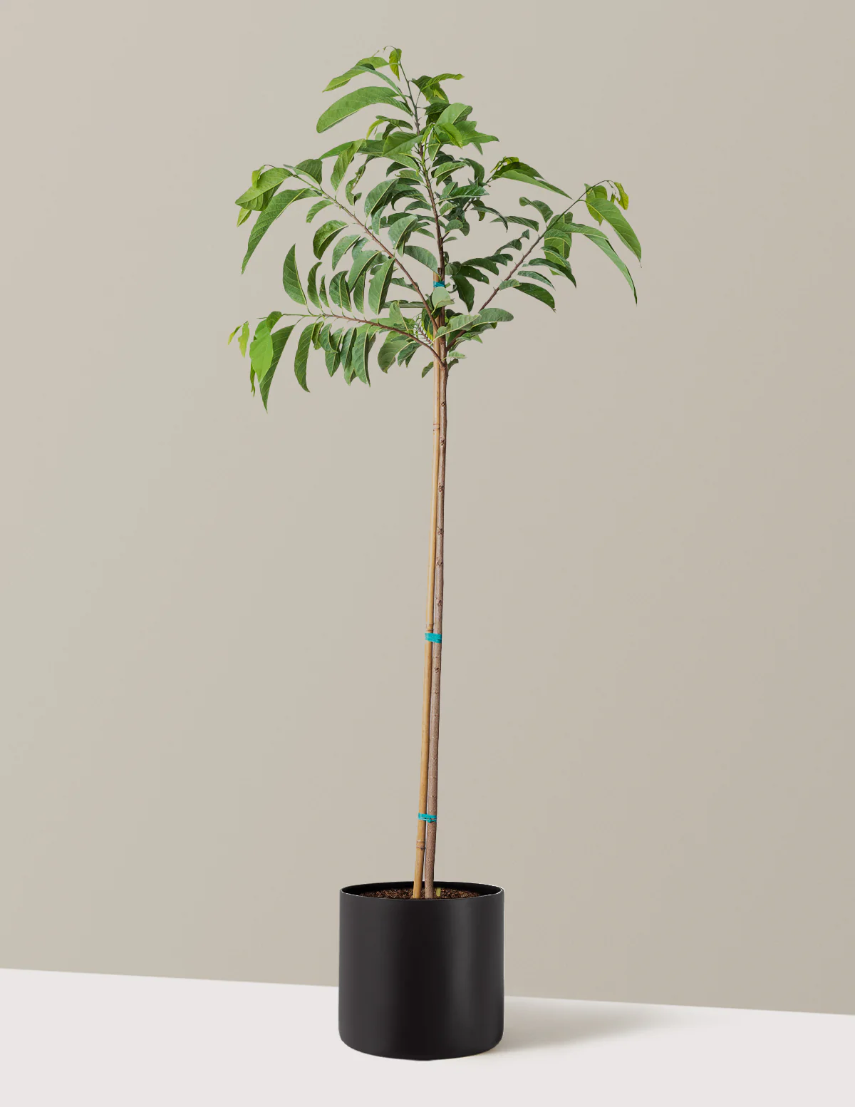 Sugar Apple Tree - Image 5