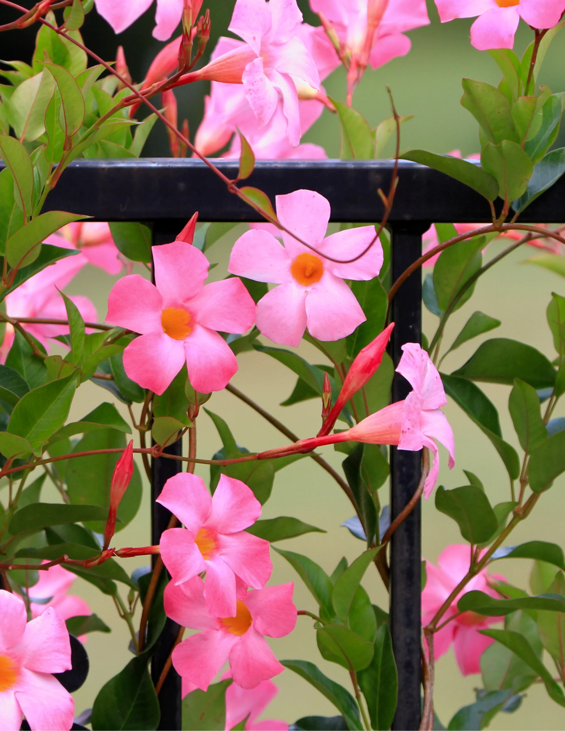 Sun Parasol® Original XP Bluephoria™ Mandevilla - Image 2