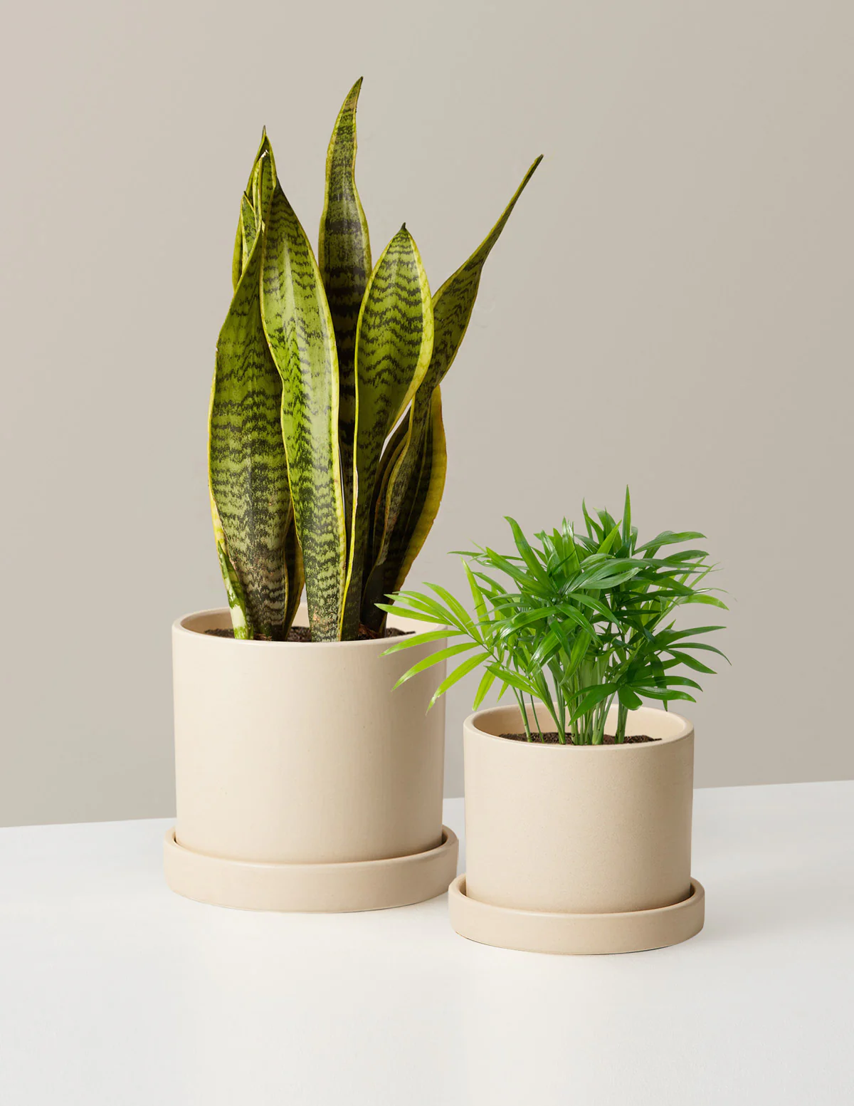 Hardy Houseplants Duo - Image 4