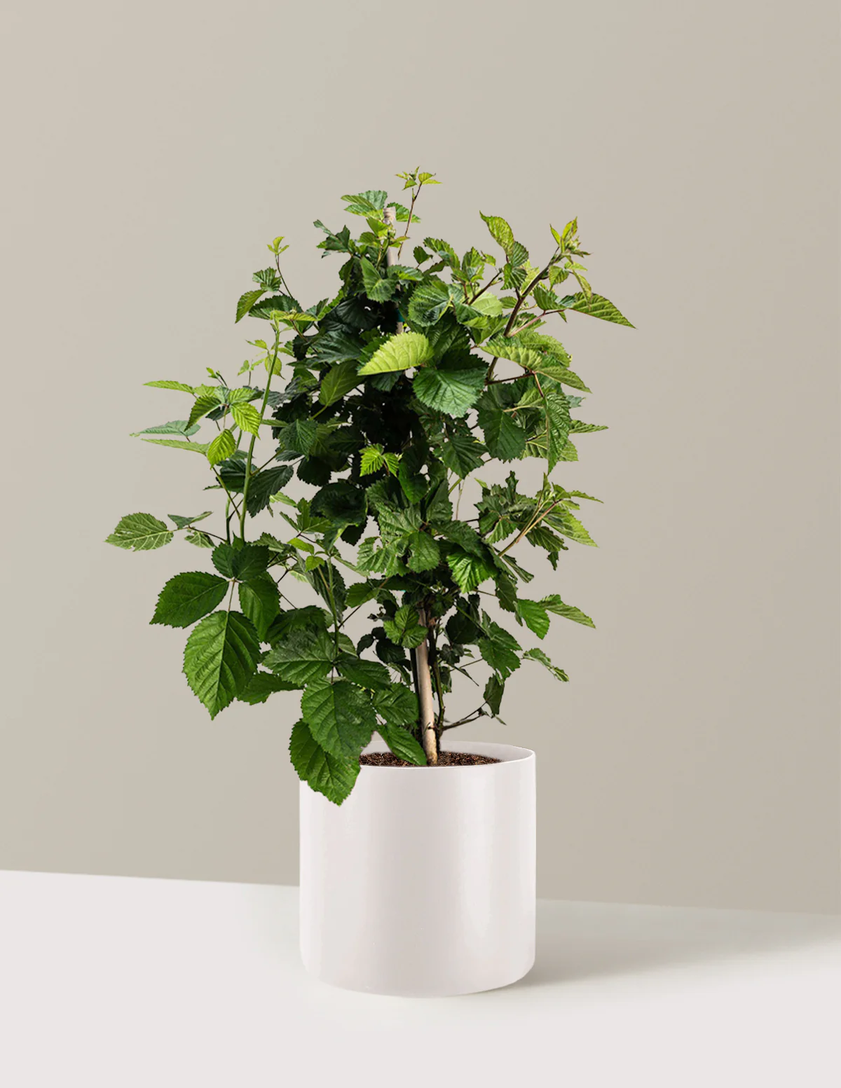 Thornless Blackberry Bush - Image 19