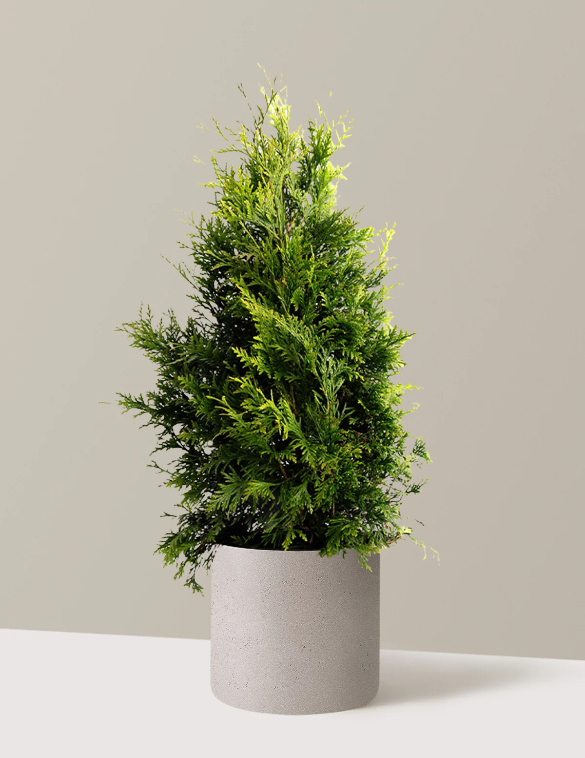 Thuja Green Giant - Image 13