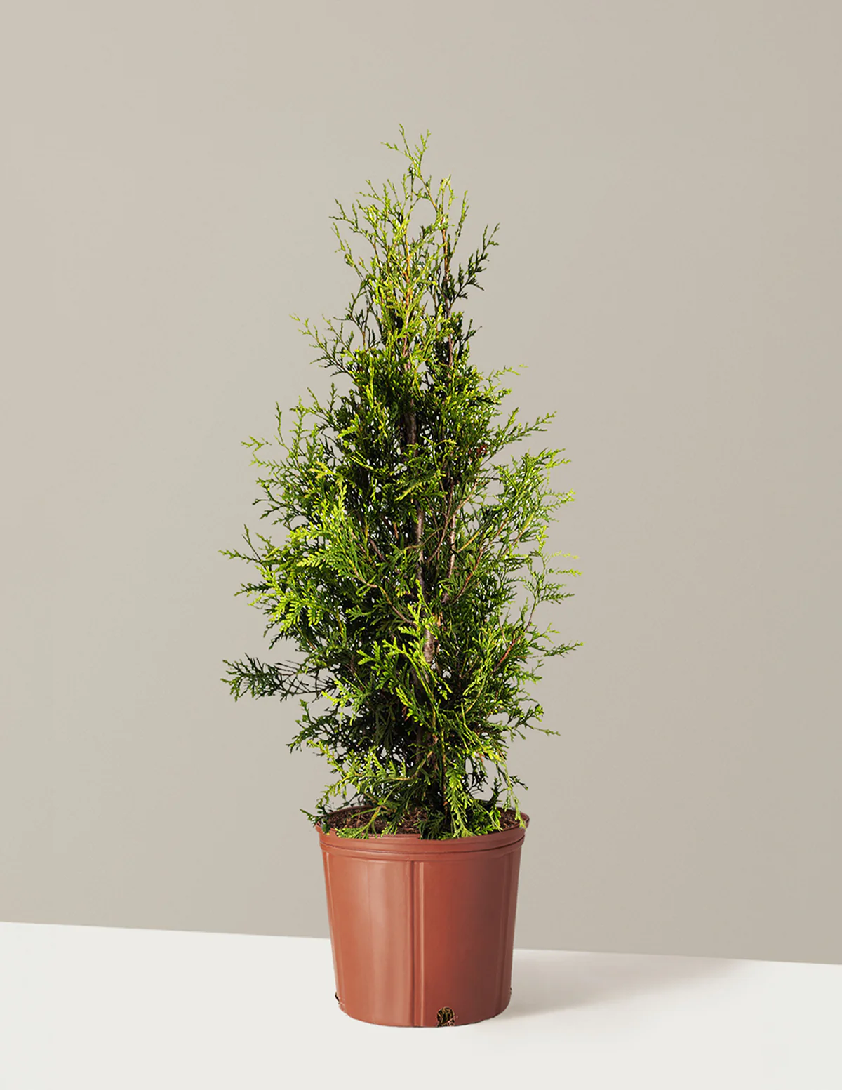 Thuja Green Giant - Image 9