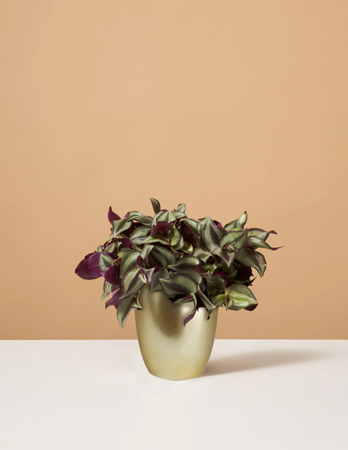 Tradescantia Zebrina - Image 4