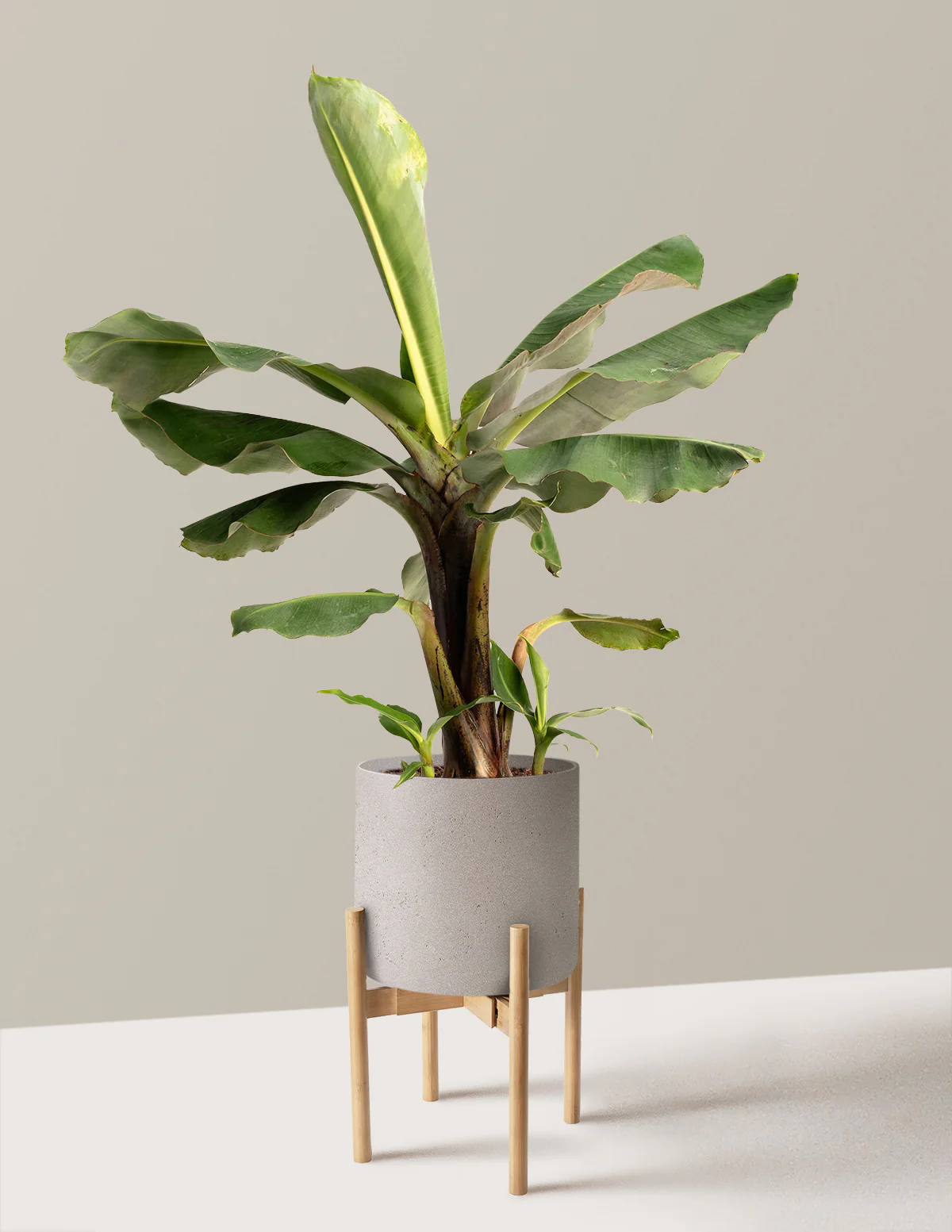 Truly Tiny Banana Tree - Image 10