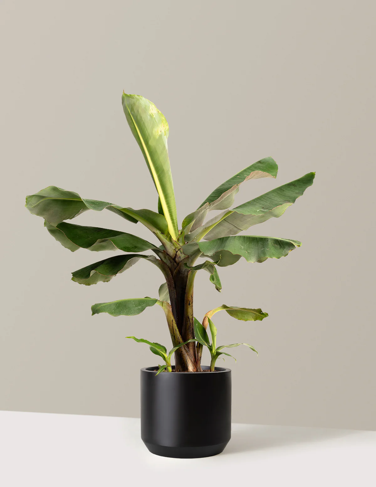 Truly Tiny Banana Tree - Image 14