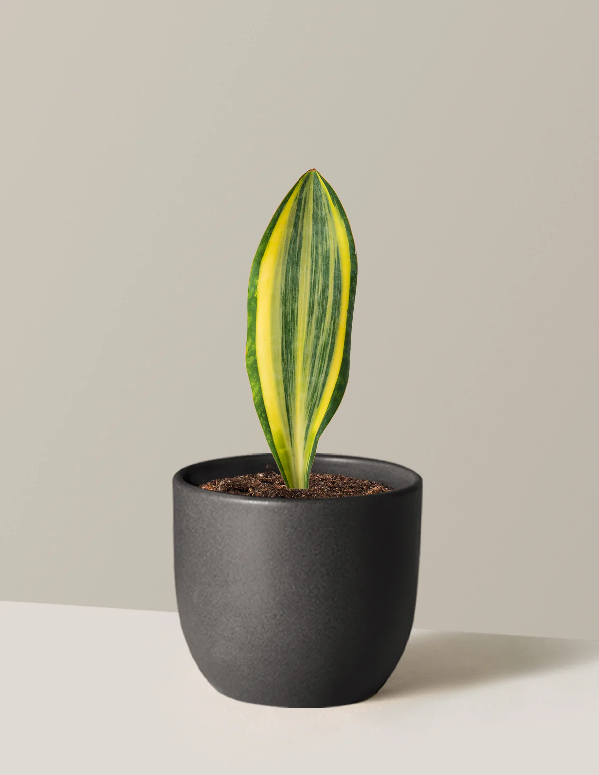Variegated Whale Fin Snake Plant - Image 8