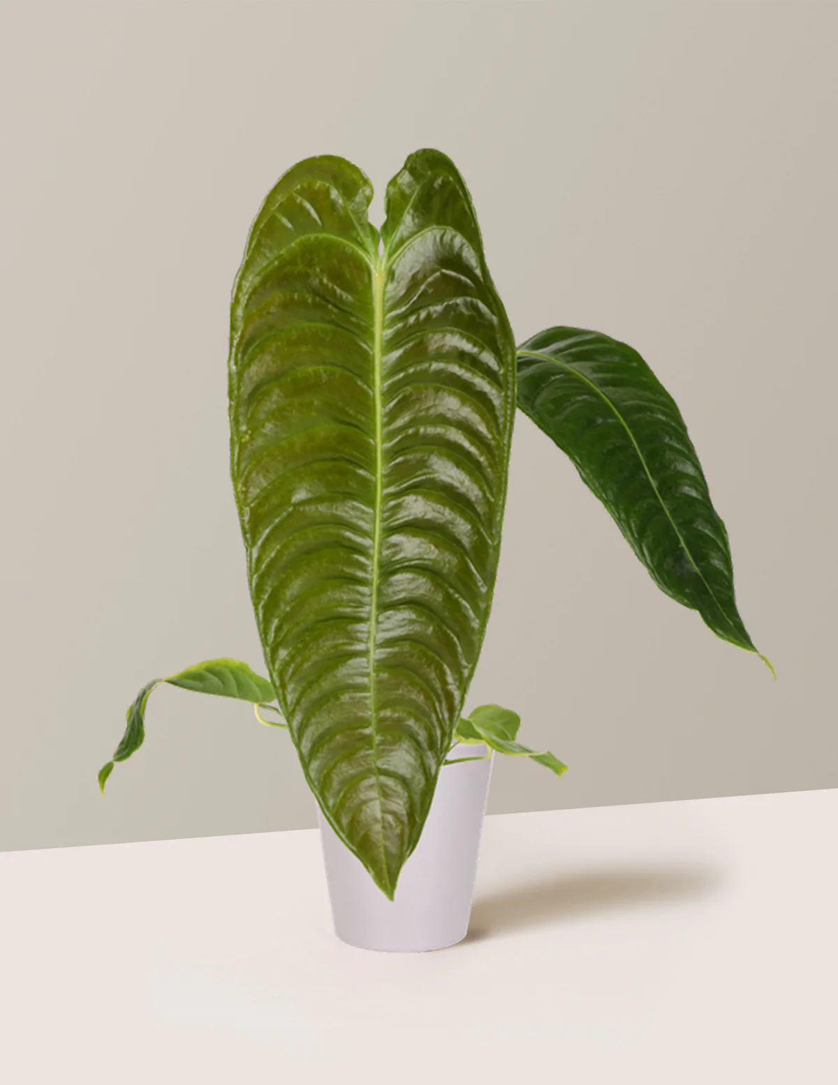 Anthurium Veitchii - Image 3