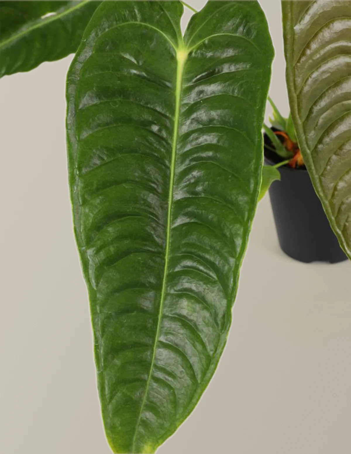 Anthurium Veitchii - Image 4