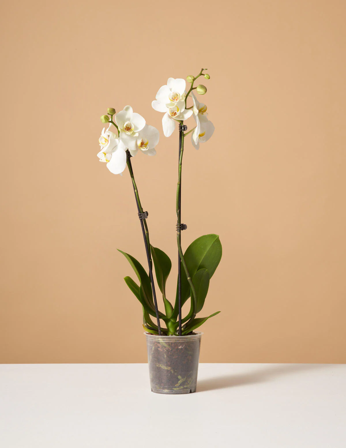 White Orchid - Image 8