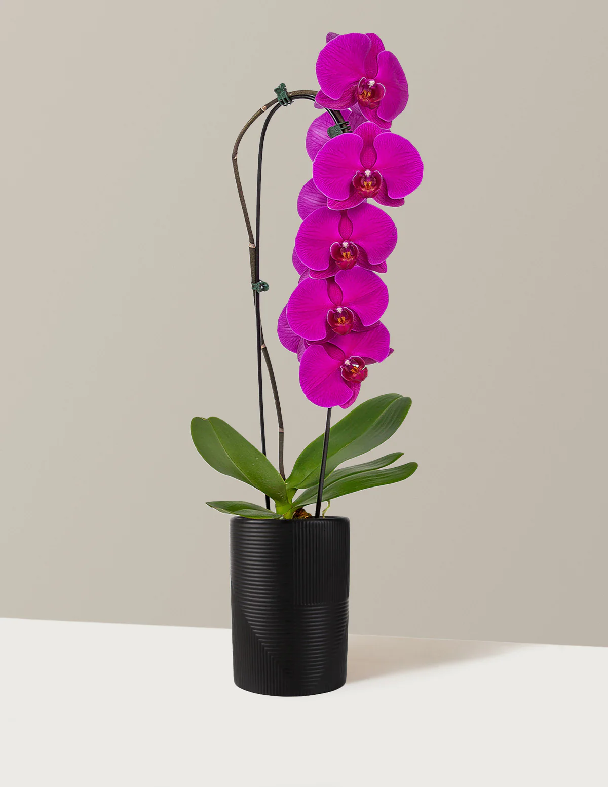 Waterfall Orchid - Image 11
