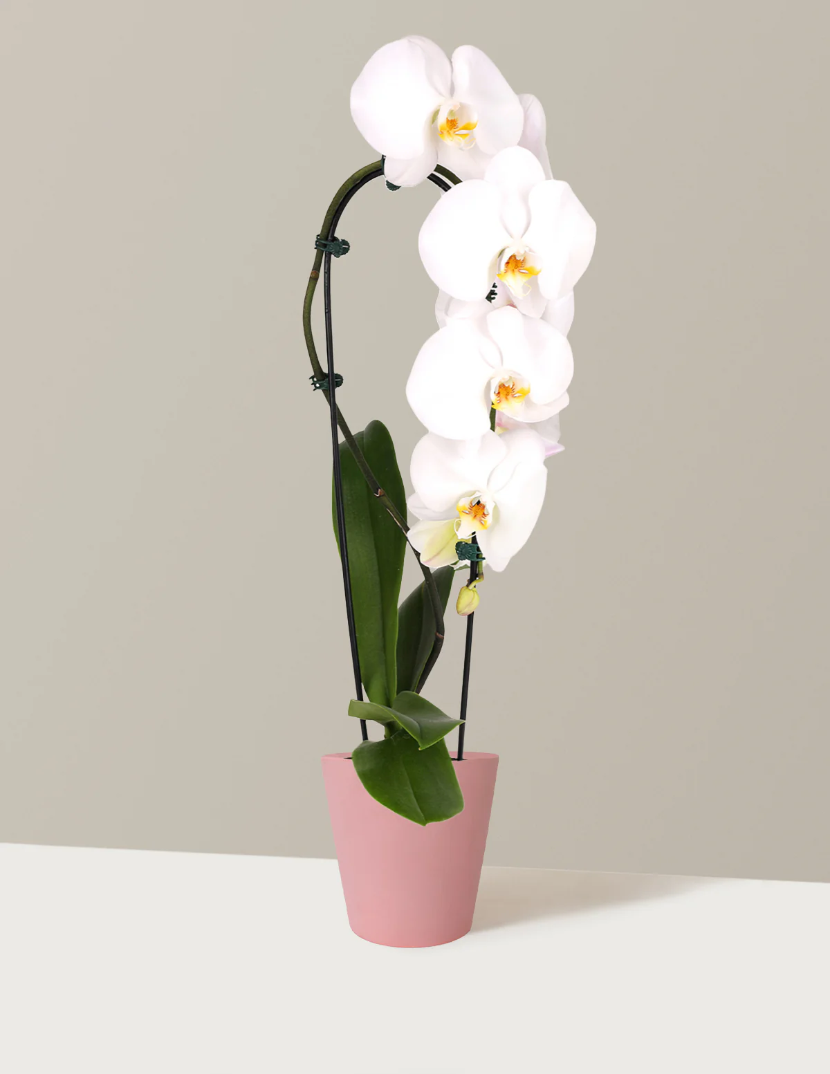 Waterfall Orchid - Image 15