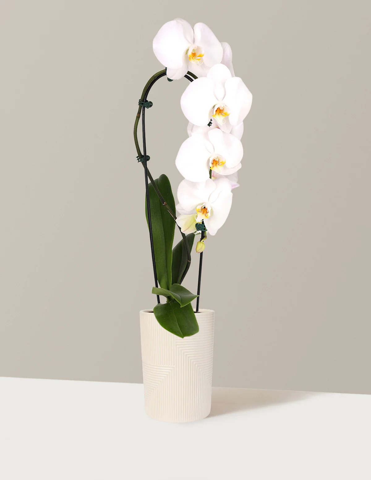 Waterfall Orchid - Image 7