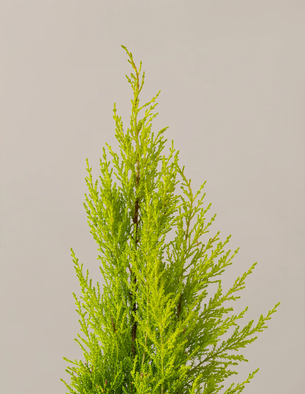 Wilma Goldcrest Lemon Cypress - Image 6