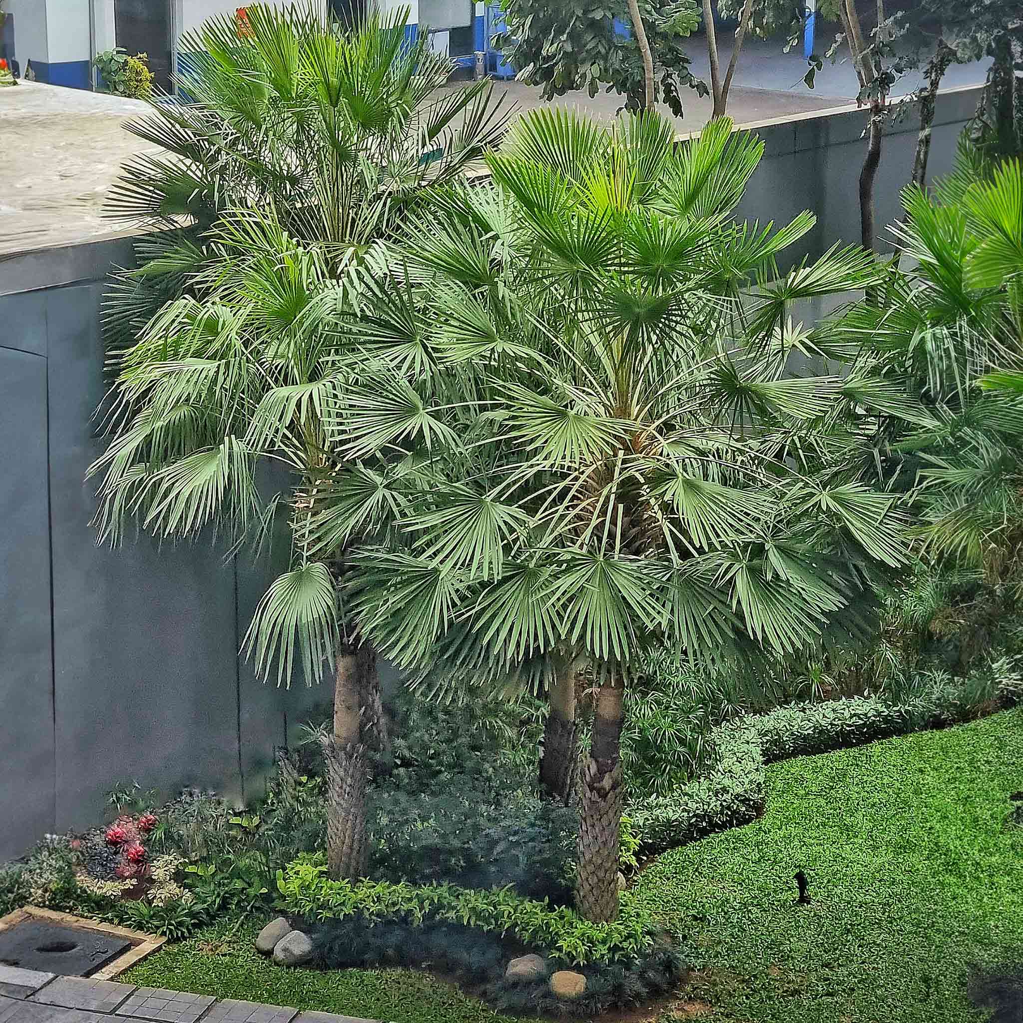 Windmill Palm Tree - Image 5