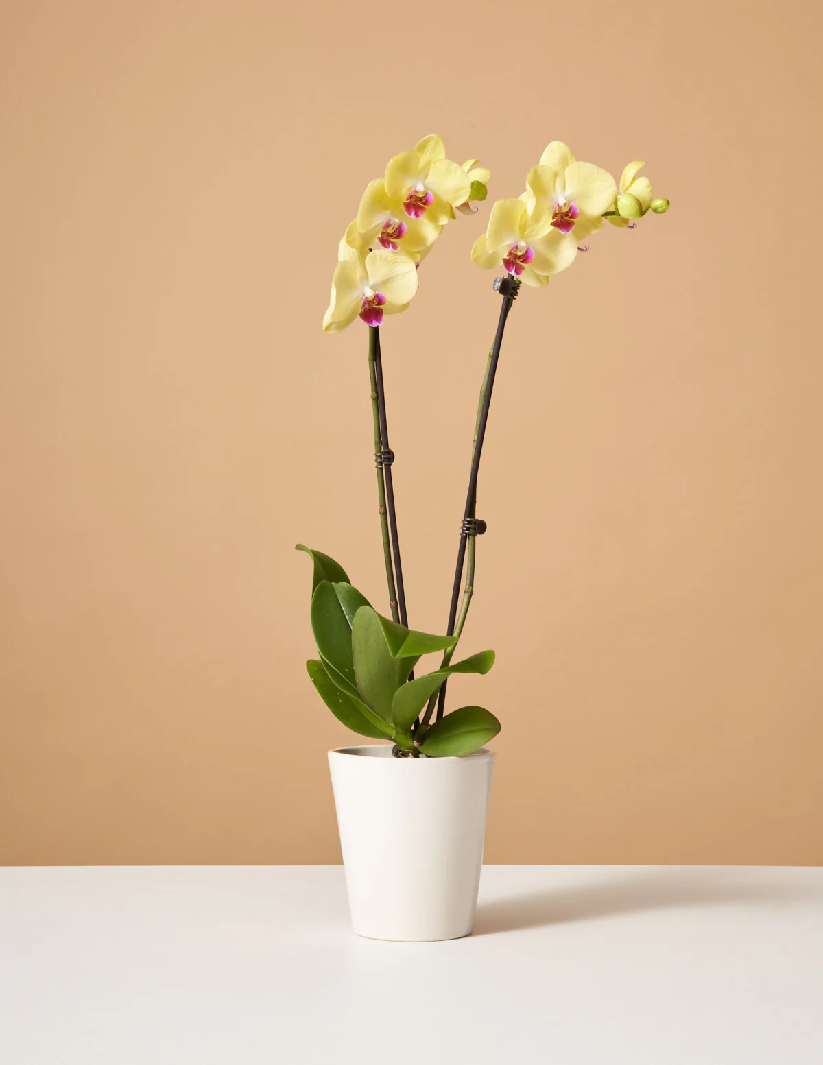 Yellow Orchid - Image 5