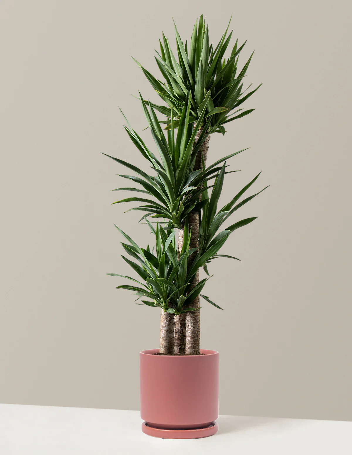Yucca Plant Multi Stem - Image 18
