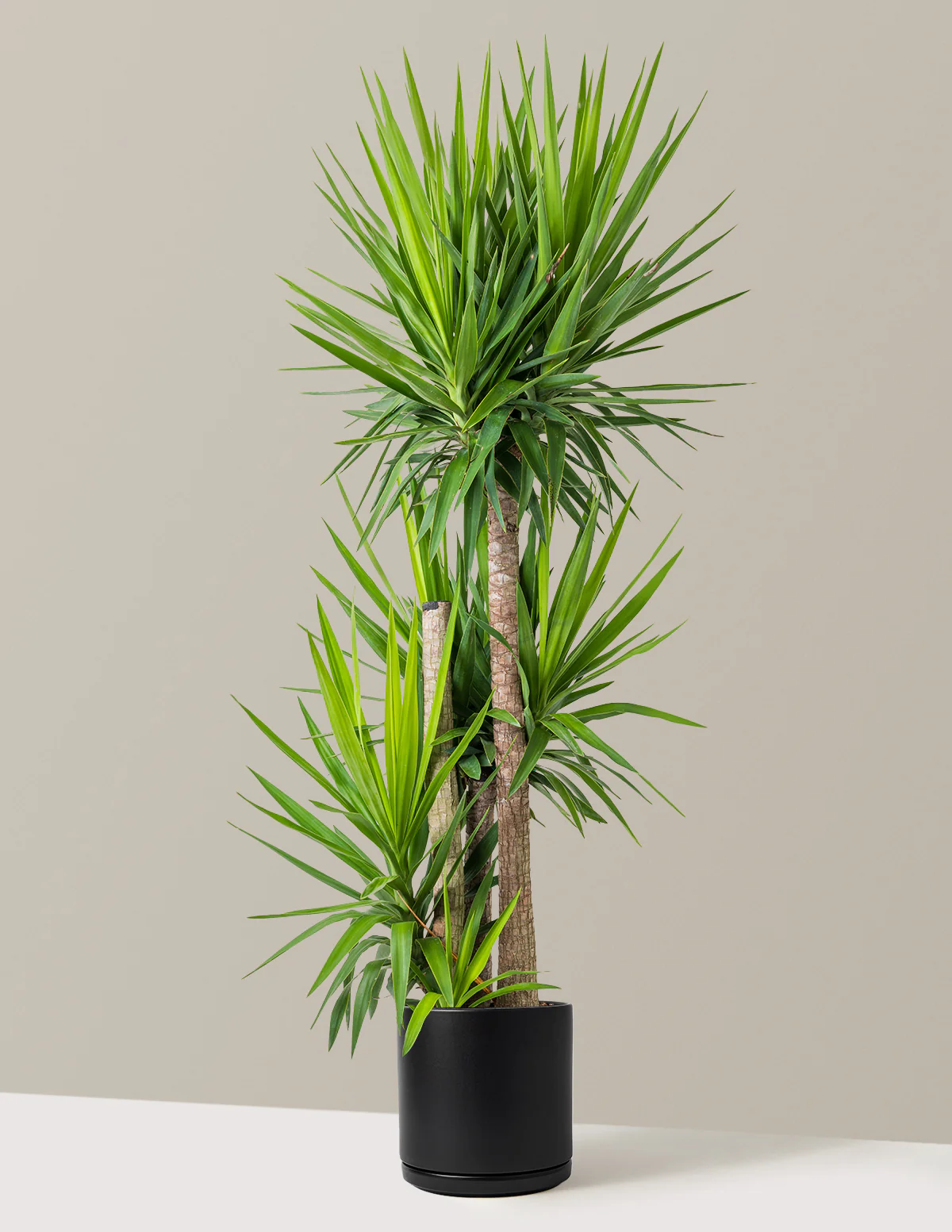 Yucca Plant Multi Stem - Image 4